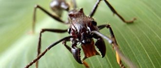 На снимката има куршум мравка (Paraponera Clavata)