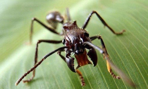 На снимката има куршумна мравка (Парапонера Клавата)