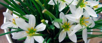 The photo shows one of the varieties of white zephyranthes