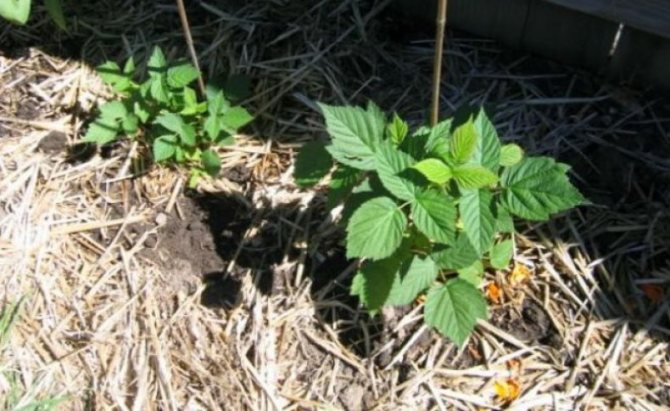 På fotoorganisk mulch hjälper det växten att utvecklas väl, behåller fukt i jorden och isolerar rötterna