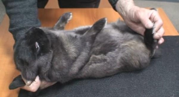 на снимката породата зайци - съветски мардер