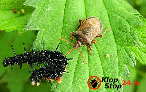 În fotografie, procesul de a mânca o omidă de către o insectă pikromerus