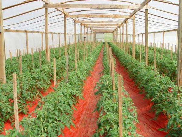 In the photo: in Central Russia, Titanium is grown in greenhouses