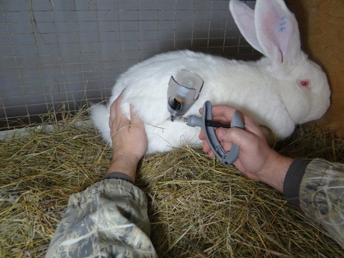 На снимката ваксинация на заек