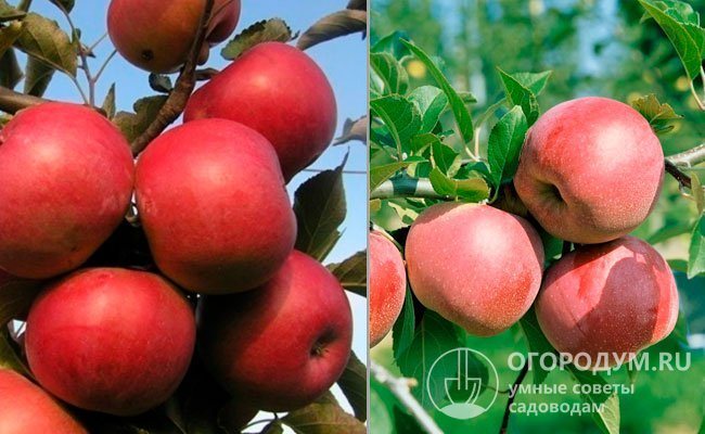På bilden - äppelträd "Idared" (vänster) och "Florina" (höger), skapade med hjälp av sortens genetiska material