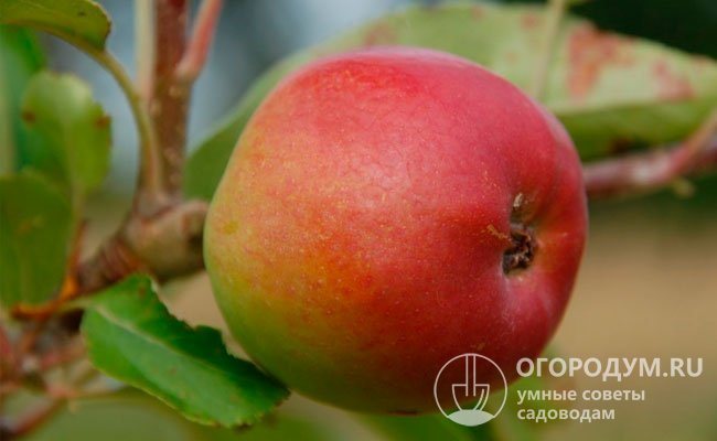 În fotografie - mărul "Aesop Spitzenburg", din care, potrivit multor experți, ca urmare a polenizării libere, soiul a provenit