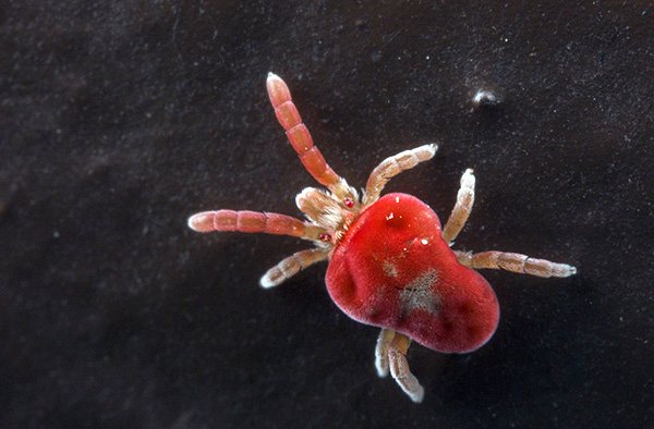 The photograph clearly shows the presence of two eyes in the red-bodied tick.