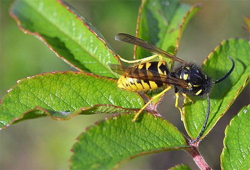 The photo shows a paper wasp