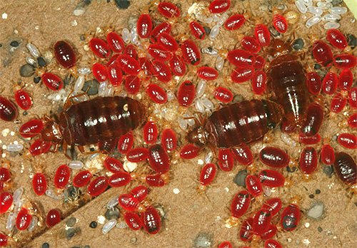 Fotografie ukazuje dobře krmené štěnice a jejich larvy, opilé krví