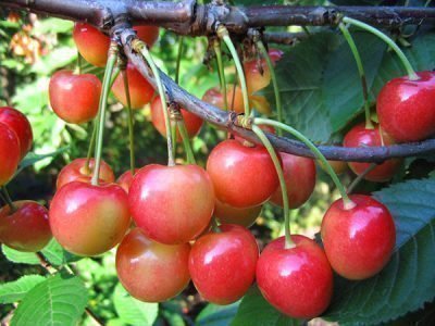 What year does the cherry bear fruit after planting
