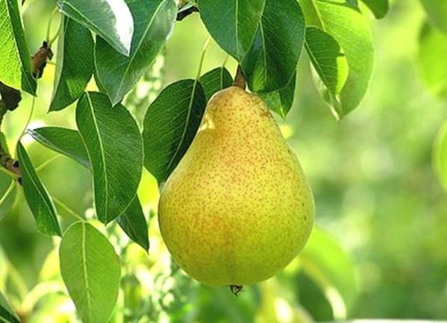 For what year does the pear bear fruit after planting and how many times