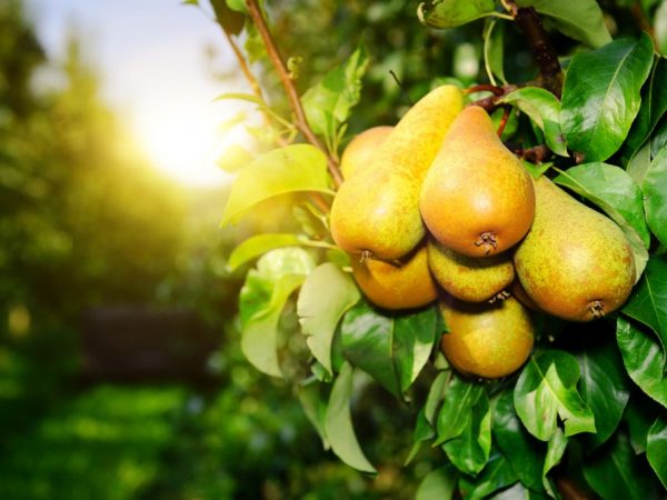 Vilket år bär päronet frukt efter plantering och hur många gånger