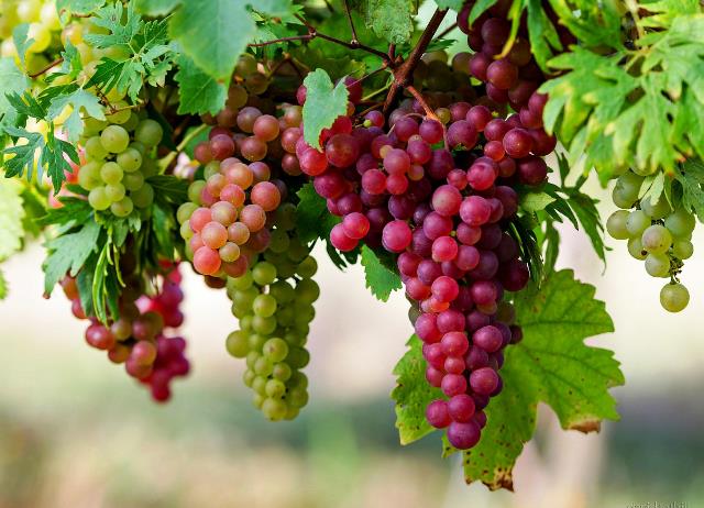 In what year after planting grapes bear fruit when the first harvest begins