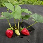 На какво разстояние да засадите ягоди за голяма реколта