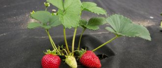 На какво разстояние да засадите ягоди за голяма реколта