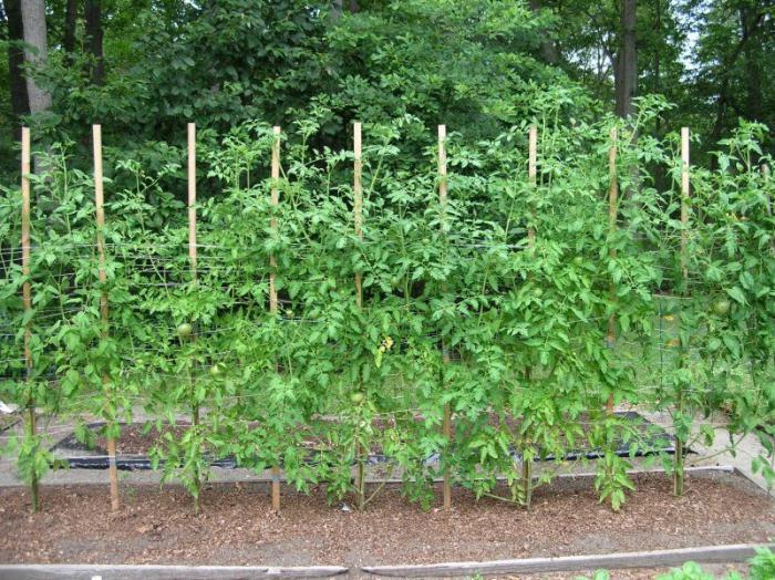 på vilket avstånd man ska plantera tomater i marken