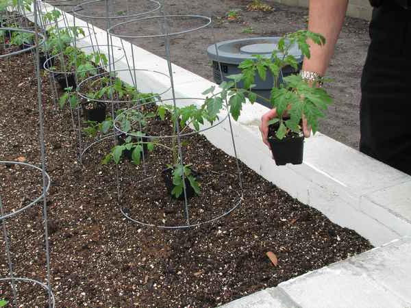på vilket avstånd man ska plantera tomater i växthuset