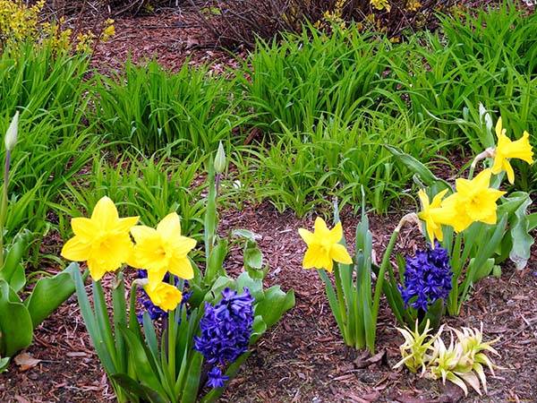 Gaano kalalim ang pagtatanim ng mga daffodil