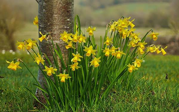 Gaano kalalim ang pagtatanim ng mga daffodil