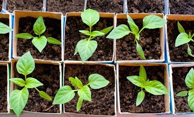 Do jaké hloubky pěstovat papriky pro sazenice doma