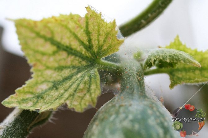Spider mite on cucumbers how to deal with folk remedies