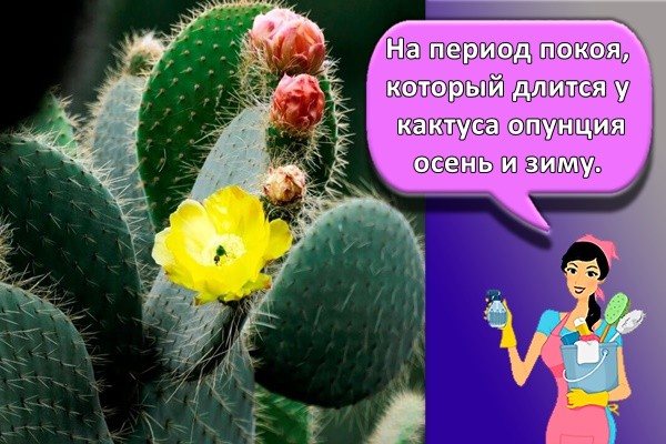 For the dormant period, which lasts for the prickly pear cactus, autumn and winter