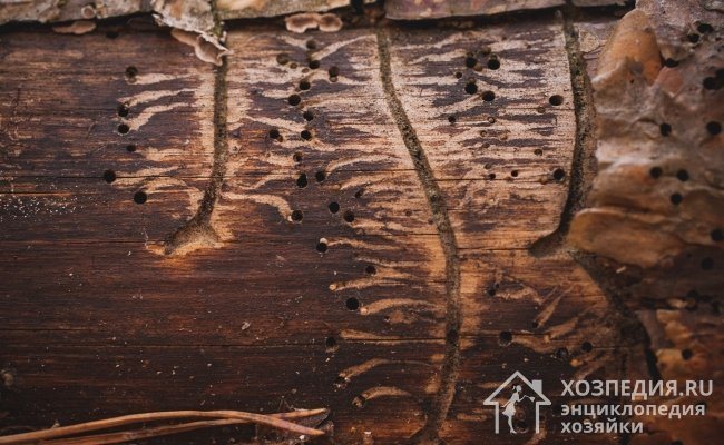 The appearance of bark beetles is indicated by the presence of small holes and passages that can be seen under the bark of trees or on affected wooden products