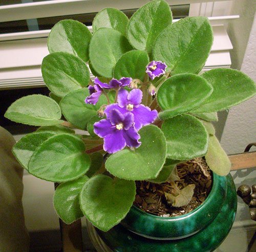 Den violetta kommer att svara på ordentlig vård med riklig blomning