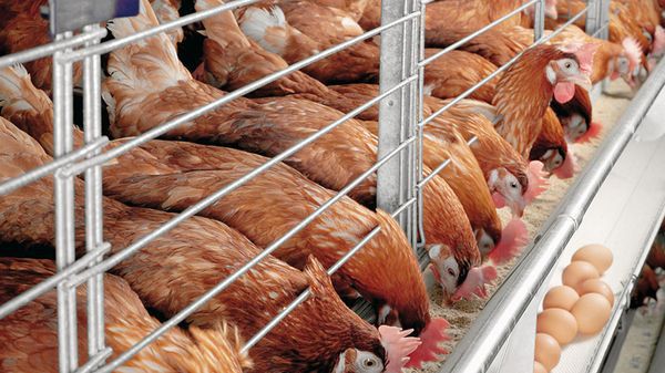 Na drůbežářských farmách jsou kuřata krmena současně
