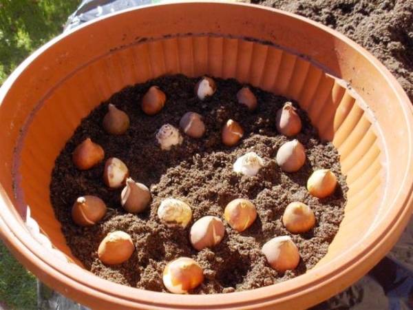 At a distance of 2-3 cm from each other, the bulbs are placed, slightly pressing them into the pre-moistened soil, sprinkled on top with a layer of sand and earth