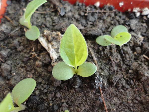 Anak benih Echinacea dipindahkan ke petak kebun setelah bermulanya panas yang stabil