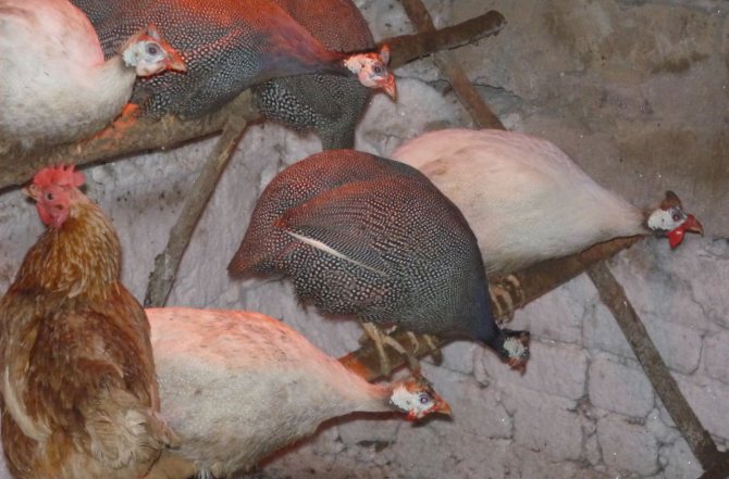 حتى الآن ، تم تربية أربع سلالات من دجاج غينيا في روسيا.