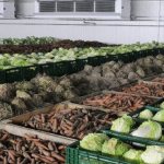 storage of vegetables in the warehouse