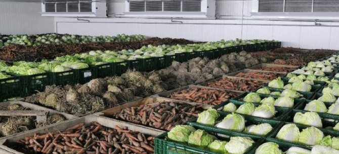 lagring av grönsaker i lagret