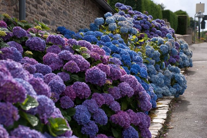On too acidic soils, destructive to the rose, hydrangea will bloom most luxuriantly, acquiring the blue tint of the inflorescences.