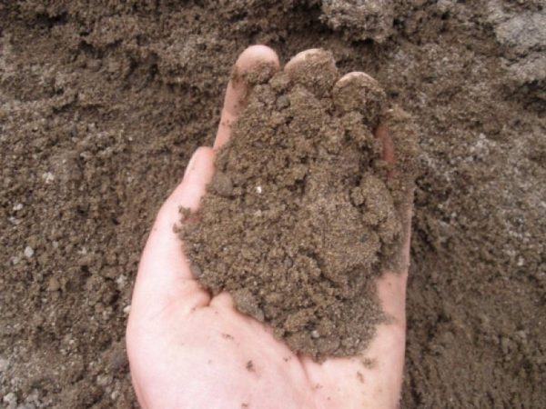 في التربة الطينية الرملية ، يتم الحصول على محصول أنظف