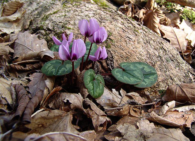 On the territory of Russia, a strand of 10 types of Cyclamens grows (Crimea and the Caucasus)