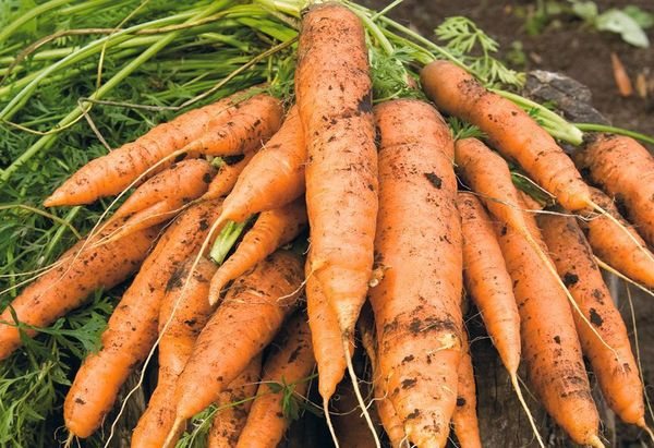 On peat soils, carrots will be large and regular in shape.