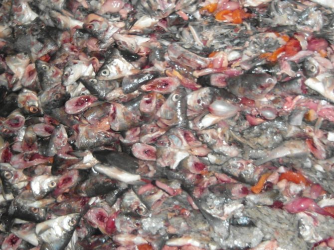 През втория период на хранене е препоръчително да се откаже добавянето на рибни отпадъци към диетата на свинете.