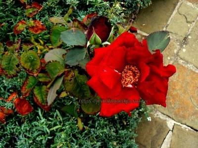 Det inledande skedet av att torka rosor med felaktig vattning