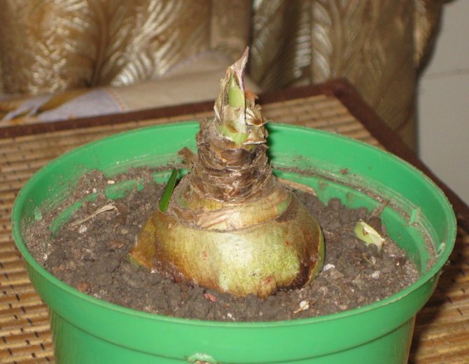 The beginning of the germination of the bulb
