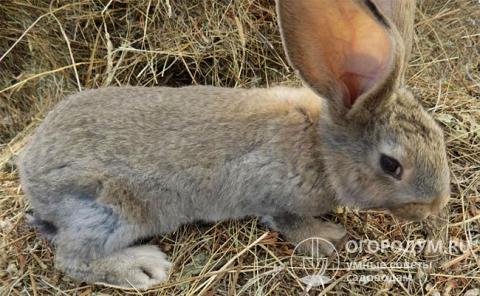 The safest way is to purchase rabbits in specialized nurseries from experienced breeders.
