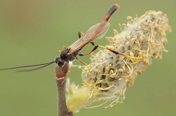 Insekt-ryttare-Beskrivning-funktioner-arter-livsstil-och-livsmiljö-ryttare-15