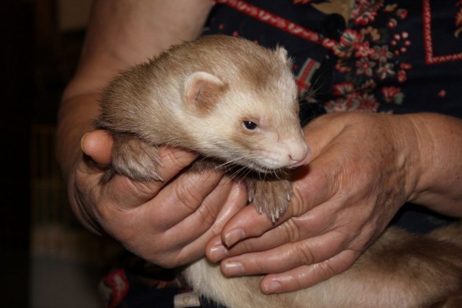 The most humane option is to release the ferret away from residential buildings.
