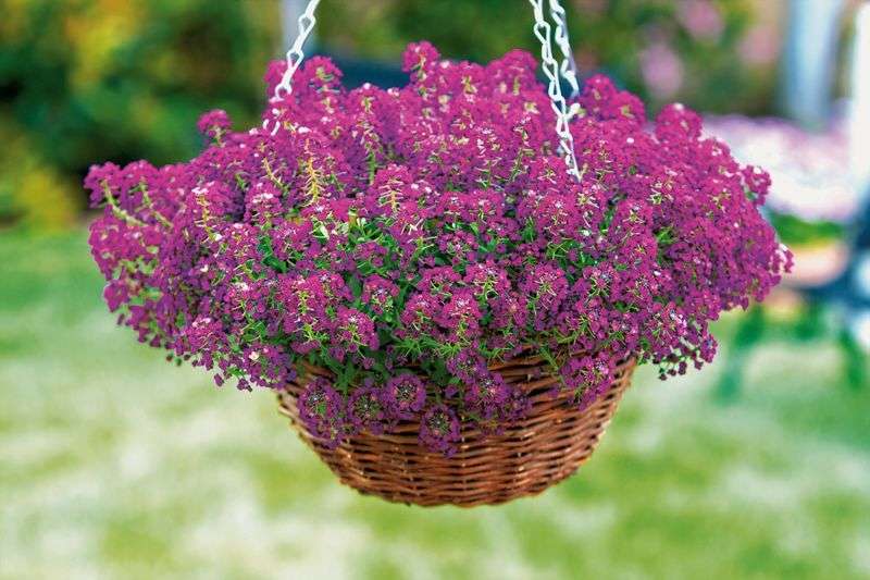 The most troublesome, but no less practical way to acquire such delicate flowers as lobularia is to grow from seeds at home.