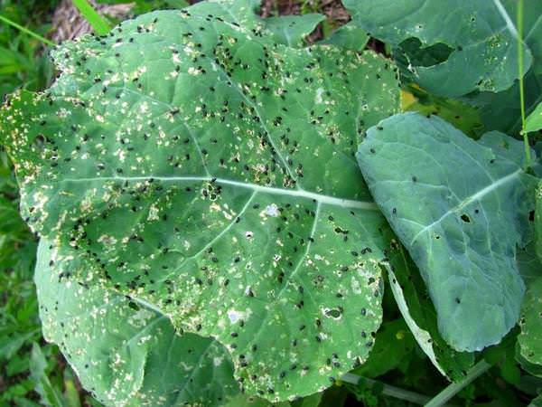 The greatest harm is caused to the Chinese cabbage of the type Pak-choi by cruciferous flea beetles.