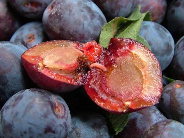 Cea mai mare amenințare pentru soiul de prune chinezesc este molia de prune