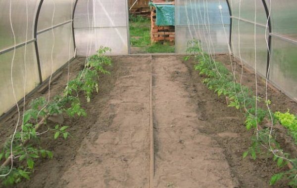 The best yield indicators are the tomato variety Doll shows in the greenhouse