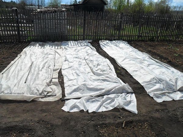 Covered seedlings