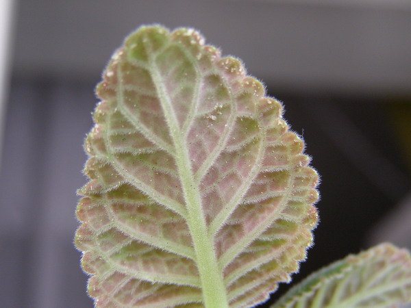 The presence of a whitefly on a leaf of gloxinia